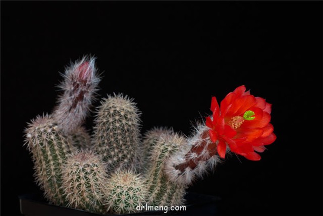 Echinocereus acifer subs. huitcholensis