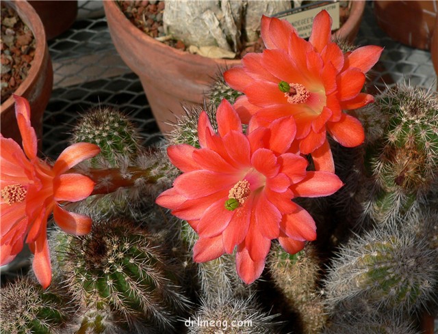 Echinocereus acifer subs. huitcholensis