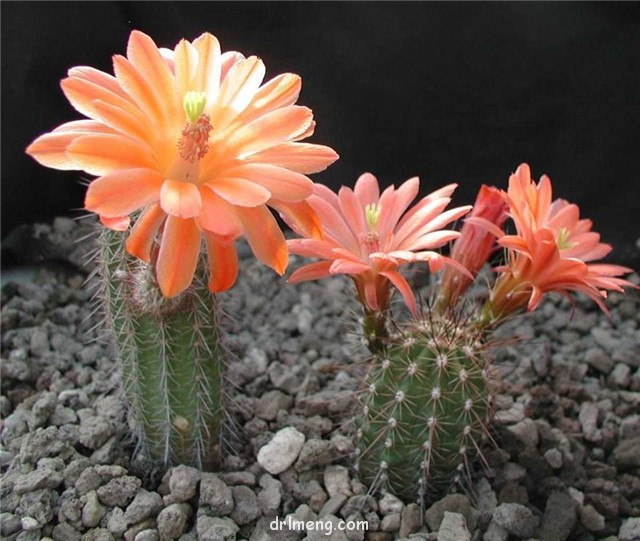 针虾 Echinocereus acifer