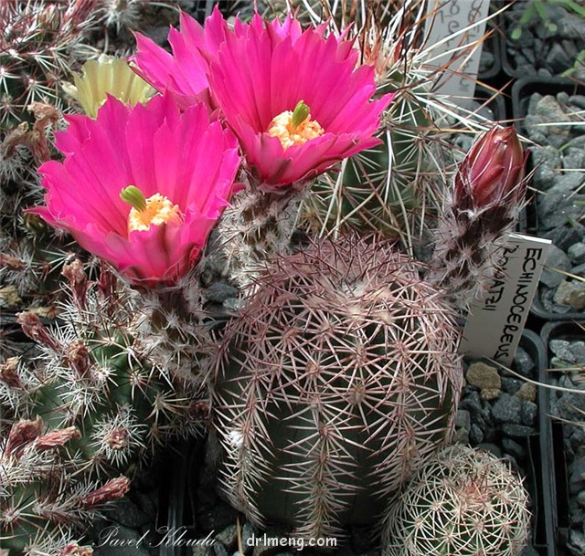 Echinocereus adustus ssp. bonatzii