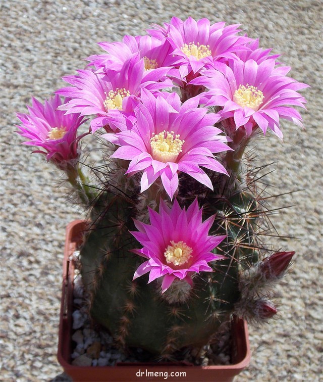 Echinocereus adustus ssp. schwarzii