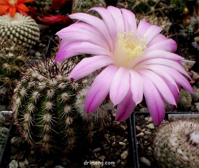Echinocereus adustus ssp. schwarzii
