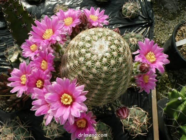 紫紅玉 Echinocereus adustus