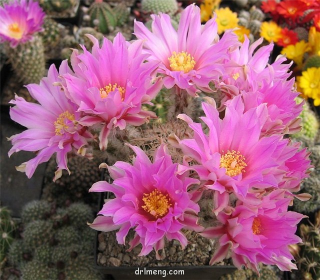 紫紅玉 Echinocereus adustus