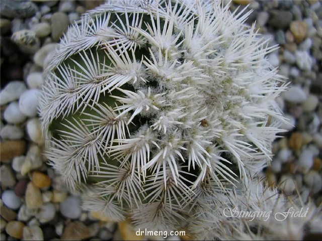 白刺花杯 Echinocereus baileyi var. albispinus