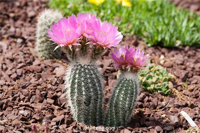 白刺花杯 Echinocereus baileyi var. albispinus