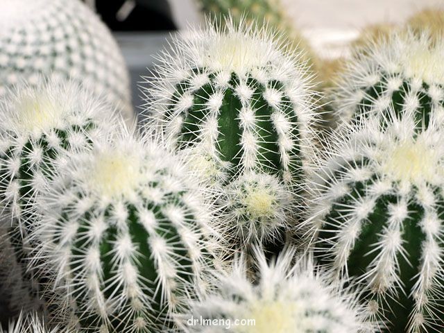 白刺花杯 Echinocereus baileyi var. albispinus