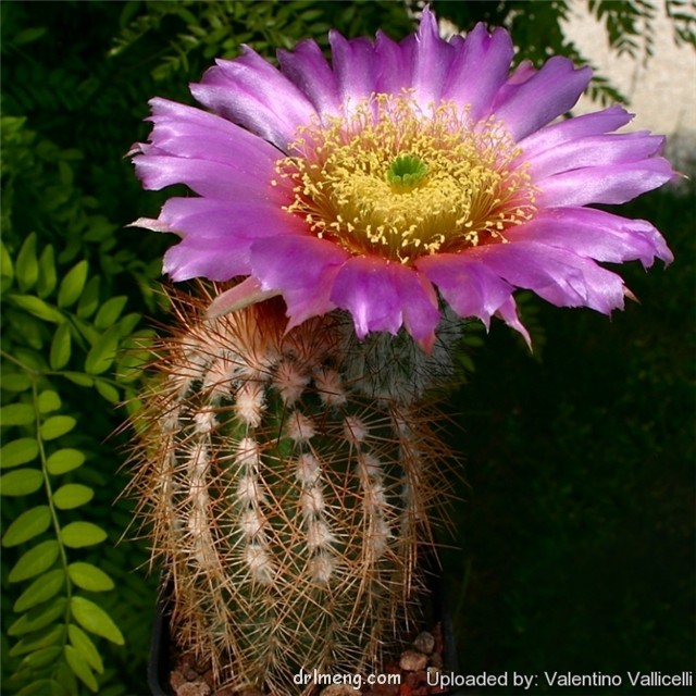 桃霞丸 Echinocereus baileyi var. brunispinus