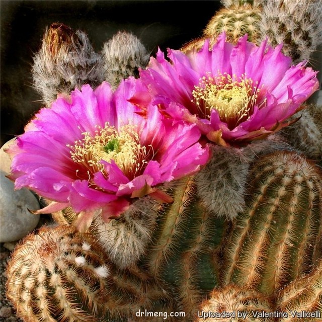 桃霞丸 Echinocereus baileyi var. brunispinus