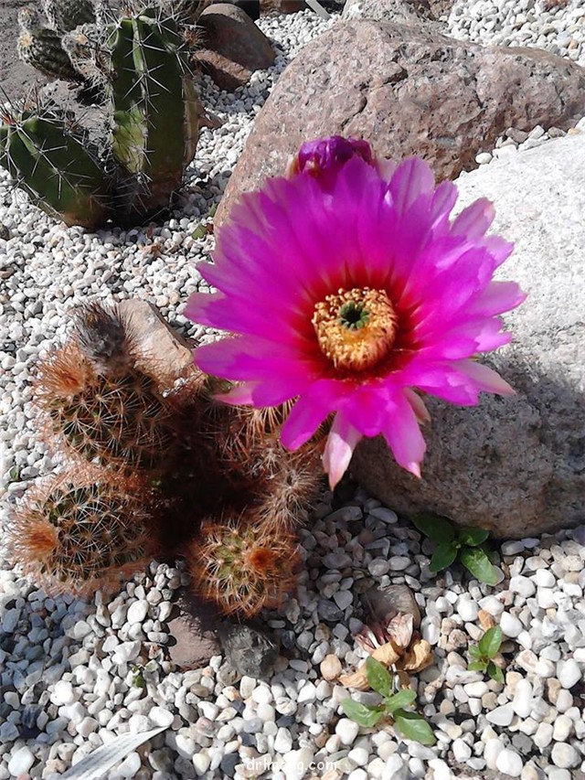 桃霞丸 Echinocereus baileyi var. brunispinus