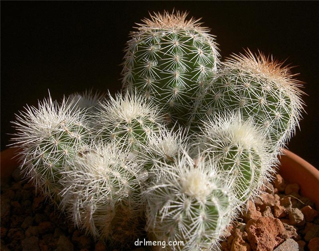 花杯 Echinocereus baileyi