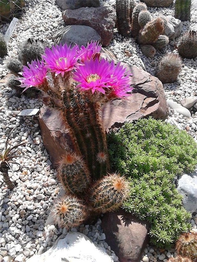 花杯 Echinocereus baileyi