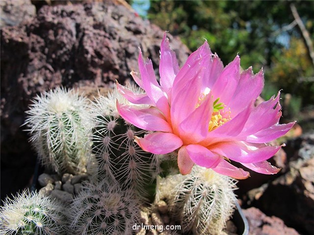 花杯 Echinocereus baileyi