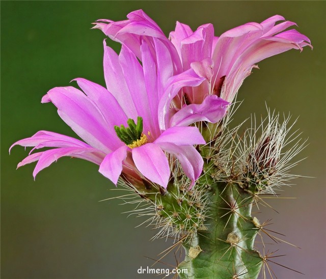 玄武 Echinocereus blanckii