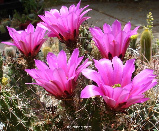 玄武 Echinocereus blanckii