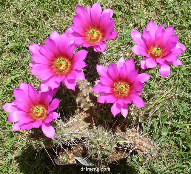 Echinocereus blanckii 玄武/花守