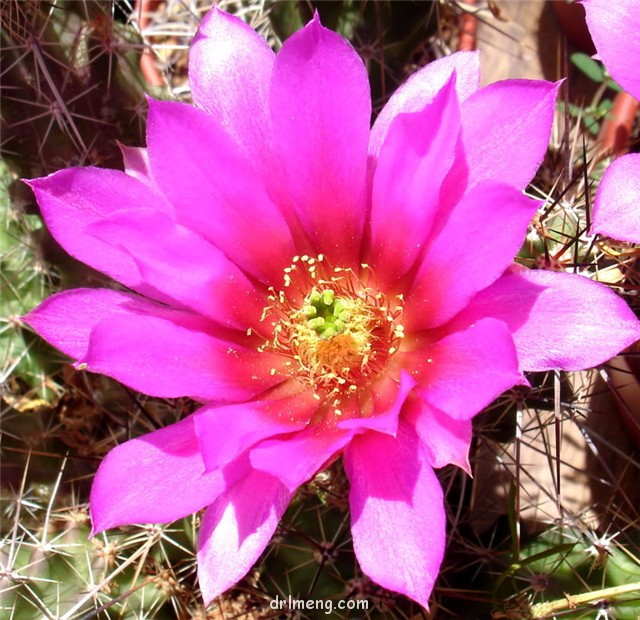 Echinocereus blanckii	玄武/花守 