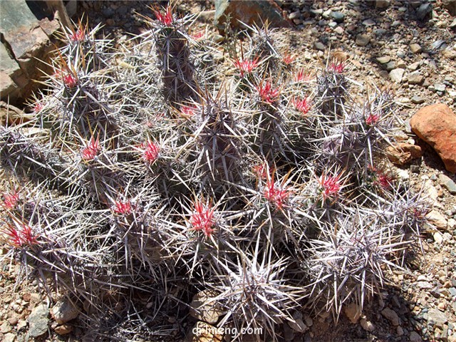 飞琥虾 Echinocereus brandegeei