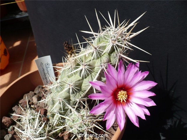 飞琥虾 Echinocereus brandegeei