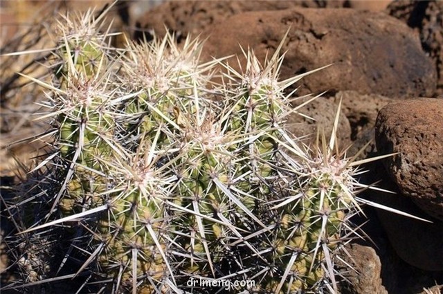 飞琥虾 Echinocereus brandegeei