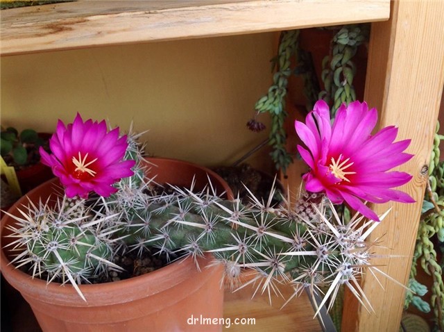 飞琥虾 Echinocereus brandegeei