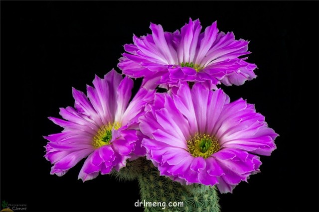 Echinocereus bristolii subs. floresii