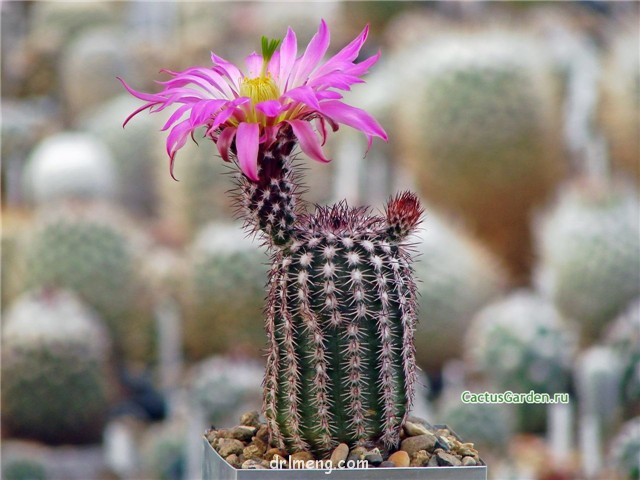 Echinocereus bristolii var. pseudopectinatus