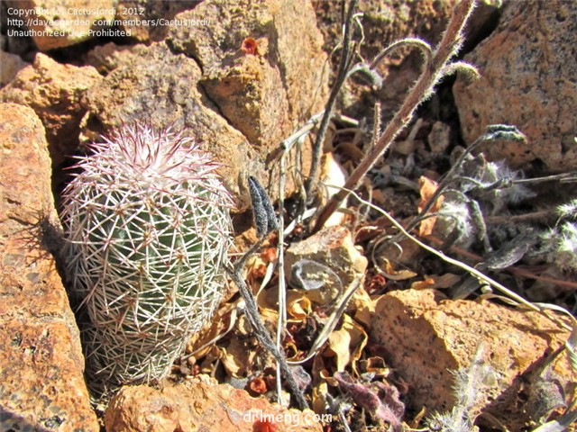 皇女虾 Echinocereus bristolii