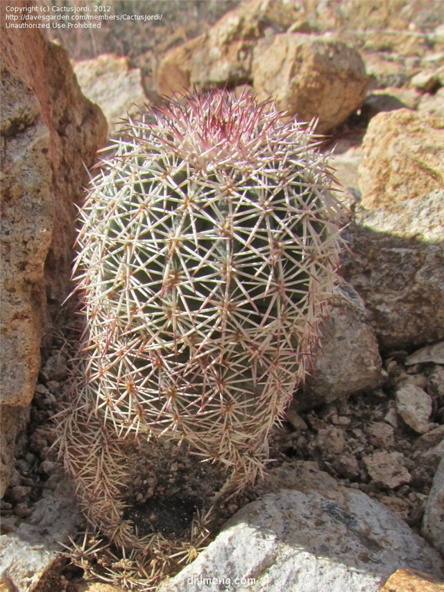 皇女虾 Echinocereus bristolii