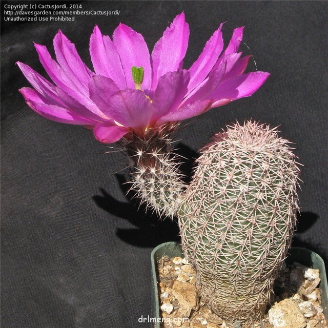 皇女虾 Echinocereus bristolii