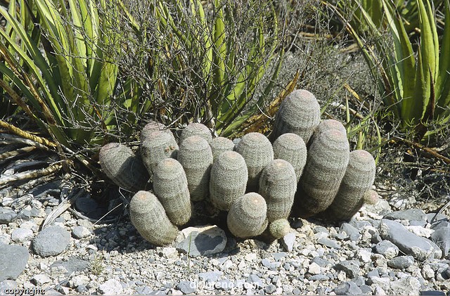 皇女虾 Echinocereus bristolii