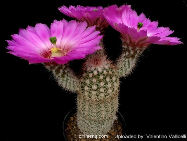 皇女虾 Echinocereus bristolii