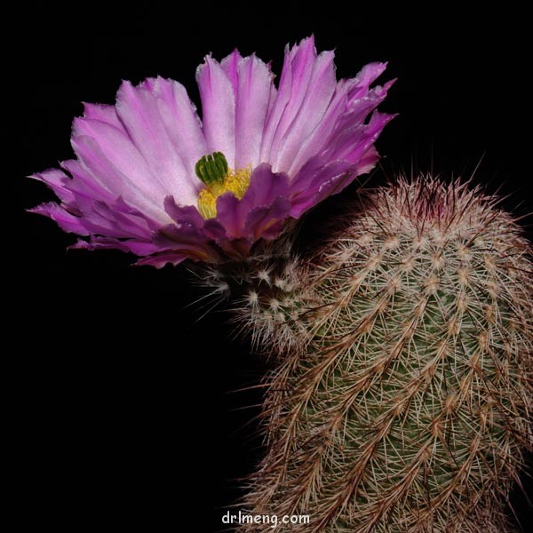 皇女虾 Echinocereus bristolii