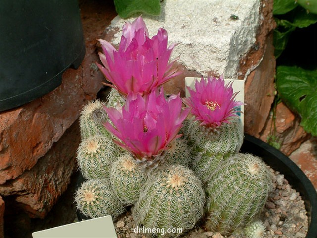 紫金虾 Echinocereus caespitosus