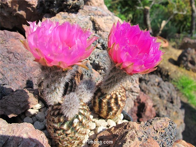 紫金虾 Echinocereus caespitosus