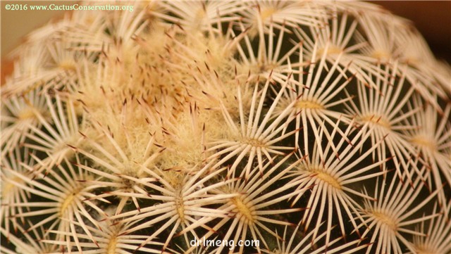 紫金虾 Echinocereus caespitosus