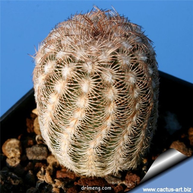 紫金虾 Echinocereus caespitosus