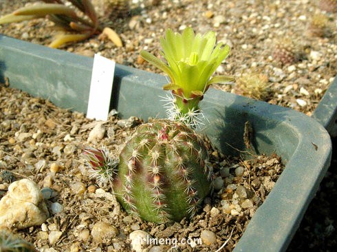 青花蟹 Echinocereus chloranthus ssp rhyolitensis