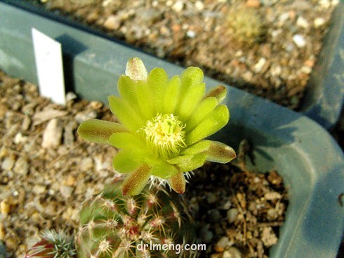 青花蟹 Echinocereus chloranthus ssp rhyolitensis