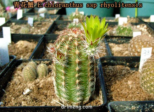 青花蟹 Echinocereus chloranthus ssp rhyolitensis