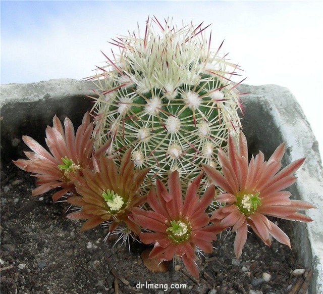 白栗虾 Echinocereus chloranthus var. cylindricus