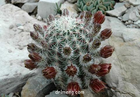 白栗虾 Echinocereus chloranthus var. cylindricus