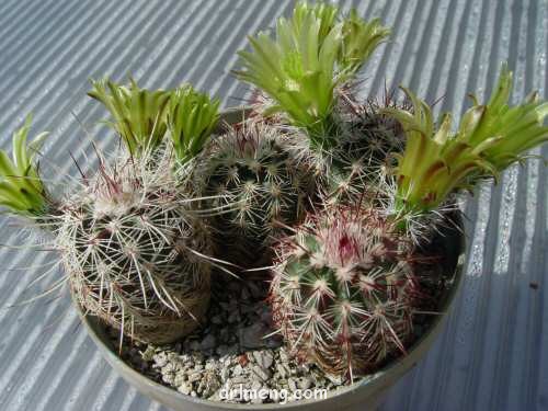 金栗虾 Echinocereus chloranthus