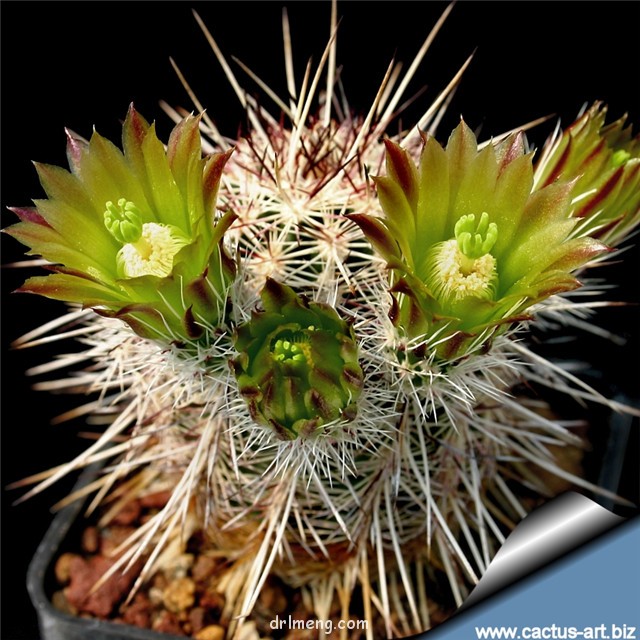 金栗虾 Echinocereus chloranthus