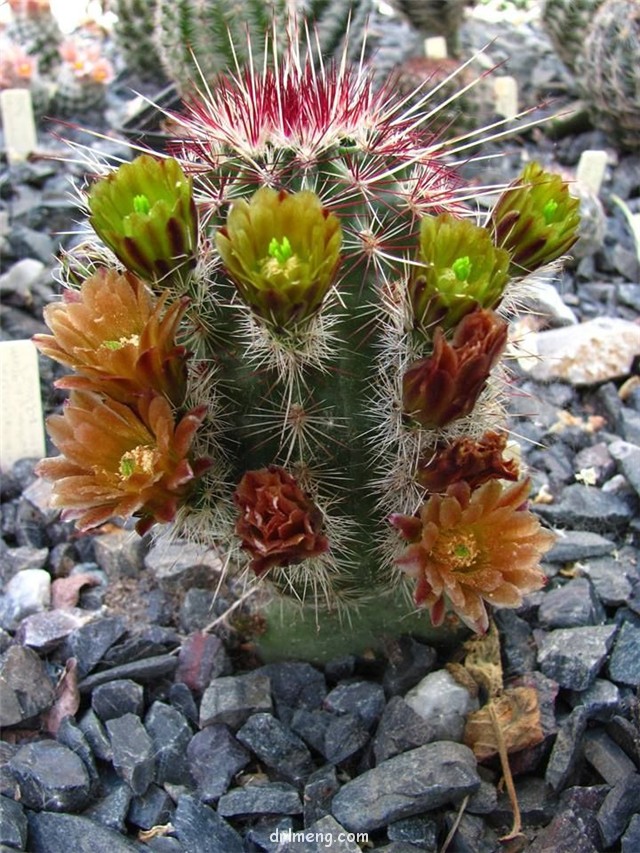 金栗虾 Echinocereus chloranthus