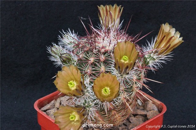 金栗虾 Echinocereus chloranthus