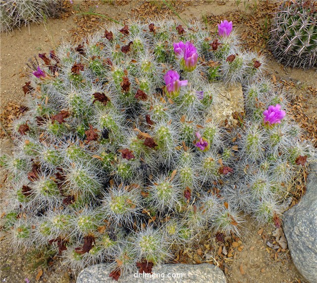 灰色虾 Echinocereus cinerascens