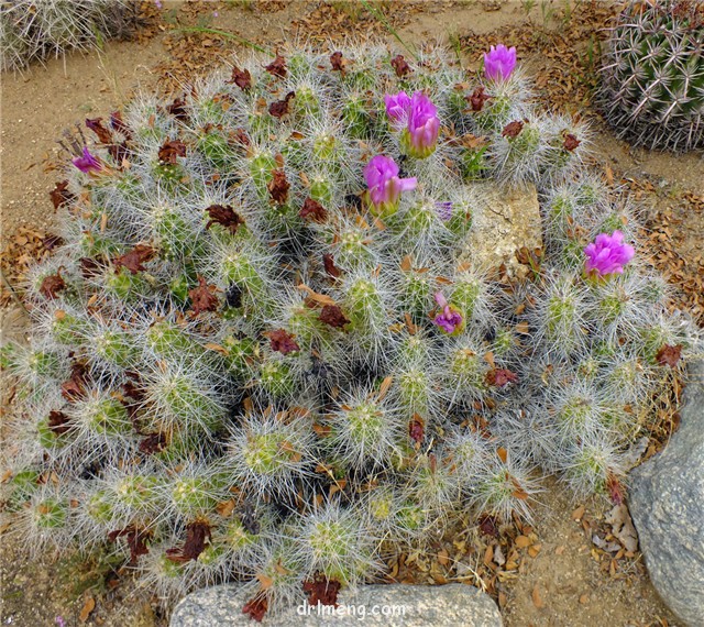 灰色虾 Echinocereus cinerascens