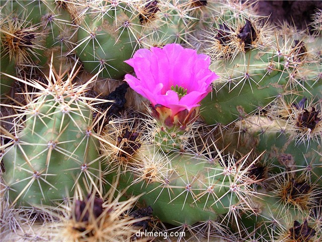 灰色虾 Echinocereus cinerascens