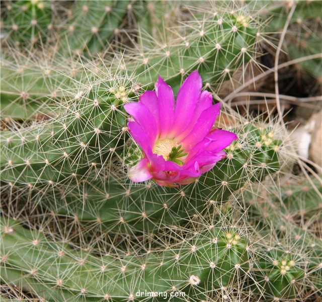 灰色虾 Echinocereus cinerascens